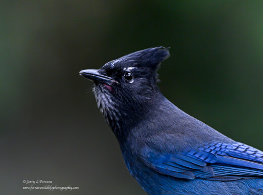 Steller's Jay