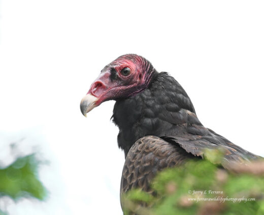 Turkey Vulture