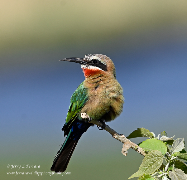 White-fronted Bee-eater
