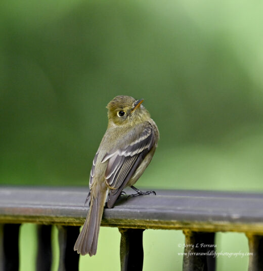 Western Flycatcher