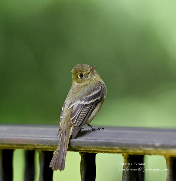Western Flycatcher