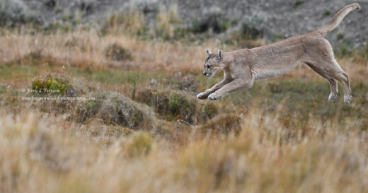 Puma