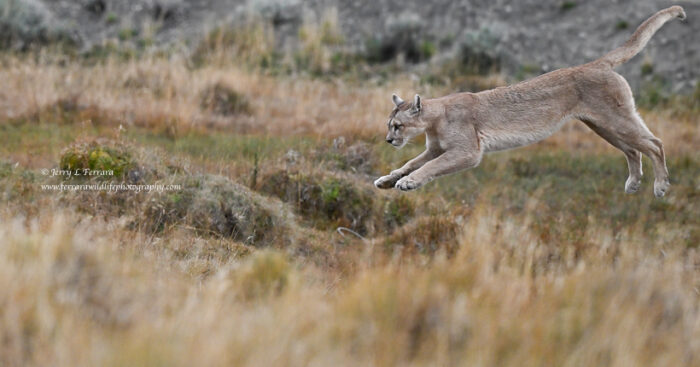 Puma